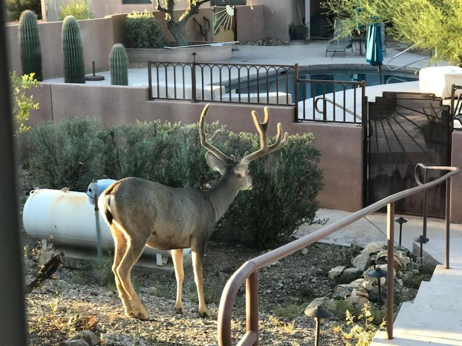 Tucson Mnt Foothills Saguaro Blissヴィラ エクステリア 写真