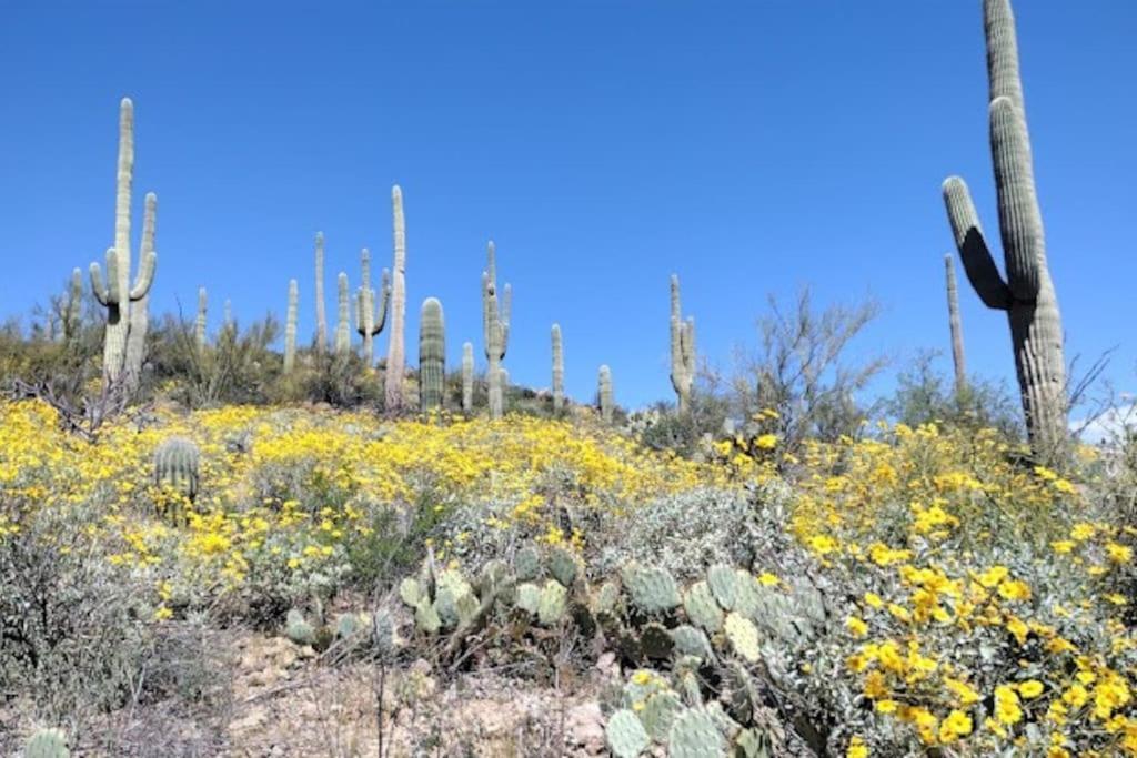 Tucson Mnt Foothills Saguaro Blissヴィラ エクステリア 写真